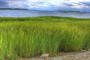 Calf Pasture Beach - Tall Grass